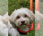 Small #1 Havanese