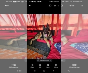 Father of the German Shepherd Dog puppies born on 04/17/2025