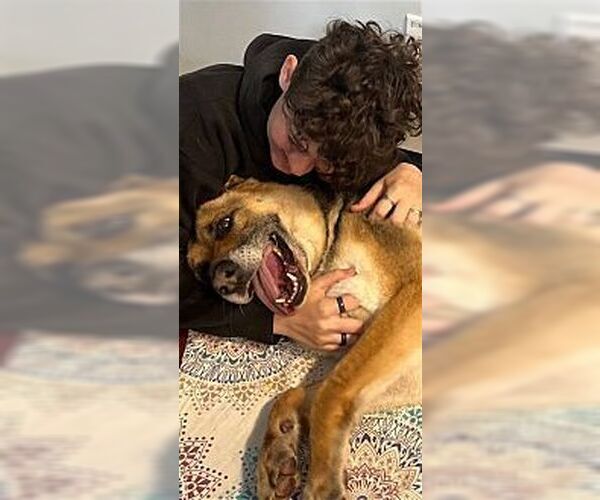 Medium Photo #3 German Shepherd Dog Puppy For Sale in Dana Point, CA, USA