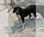 Small #1 Beagle Mix