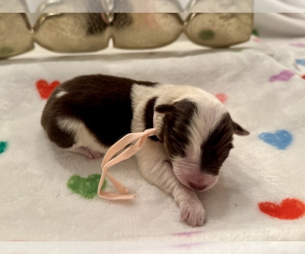 Medium Photo #15 Border Collie Puppy For Sale in MARYVILLE, TN, USA