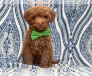 Cavapoo-Poodle (Miniature) Mix Puppy for sale in LAKELAND, FL, USA