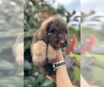Small Photo #3 Labradoodle Puppy For Sale in KISSIMMEE, FL, USA