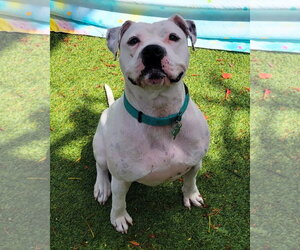 Mutt Dogs for adoption in Pompano Beach , FL, USA