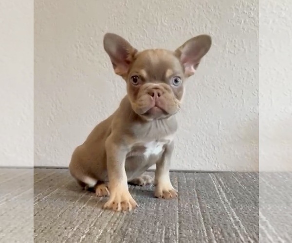 Medium Photo #3 French Bulldog Puppy For Sale in CHARLOTTE, NC, USA