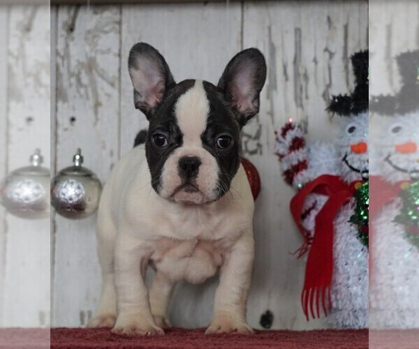 Medium Photo #3 French Bulldog Puppy For Sale in FREDERICKSBG, OH, USA