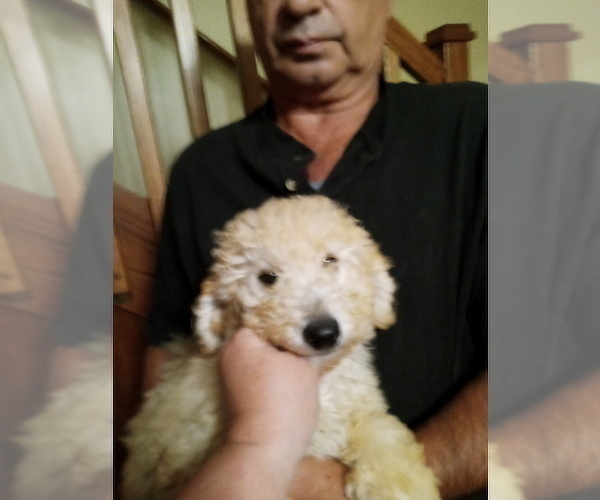 Medium Photo #5 Goldendoodle (Miniature) Puppy For Sale in NORTH LIBERTY, IN, USA
