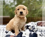 Small Photo #9 Golden Retriever Puppy For Sale in BUTNER, NC, USA