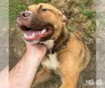 Small #4 Retriever  Mix