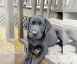 Small Photo #2 Labrador Retriever Puppy For Sale in ADAIRSVILLE, GA, USA