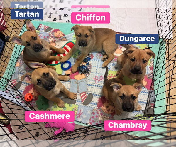 Medium Photo #2 Mutt Puppy For Sale in Springdale, PA, USA