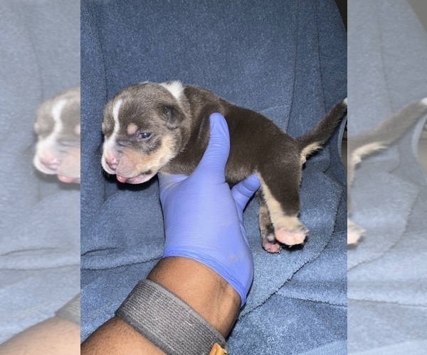 Medium Photo #2 American Bully Puppy For Sale in RALEIGH, NC, USA