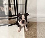 Puppy Boy 2 puppy Boston Terrier