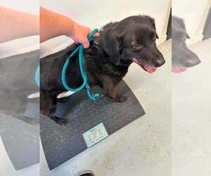 Colonial Cocker Spaniel-Unknown Mix Dogs for adoption in Aurora, IN, USA