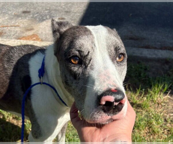 Medium Photo #1 Great Dane-Unknown Mix Puppy For Sale in Bullard, TX, USA