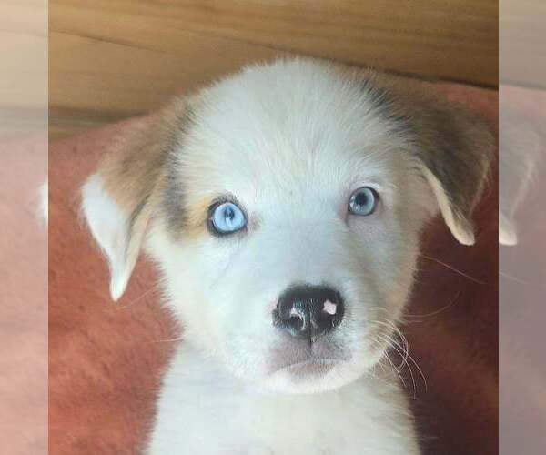 Medium Photo #2 Great Pyrenees-Unknown Mix Puppy For Sale in Brewster, NY, USA