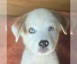Small #1 Great Pyrenees Mix