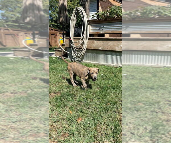 Medium Photo #4 American Pit Bull Terrier-American Staffordshire Terrier Mix Puppy For Sale in Wenonah, NJ, USA
