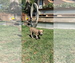 Small #3 American Pit Bull Terrier-American Staffordshire Terrier Mix
