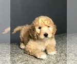 Small Photo #9 Goldendoodle-Poodle (Standard) Mix Puppy For Sale in PORTERVILLE, CA, USA