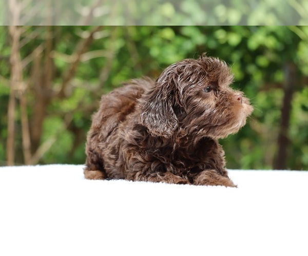 Medium Photo #13 ShihPoo Puppy For Sale in DYERSBURG, TN, USA
