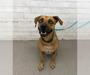 Mutt Dogs for adoption in San Bernardino, CA, USA
