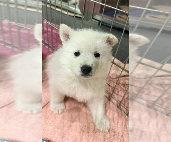 Medium Photo #1 Siberian Husky-Unknown Mix Puppy For Sale in Calgary, Alberta, Canada