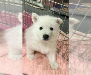 Siberian Husky-Unknown Mix Dogs for adoption in Calgary, Alberta, Canada