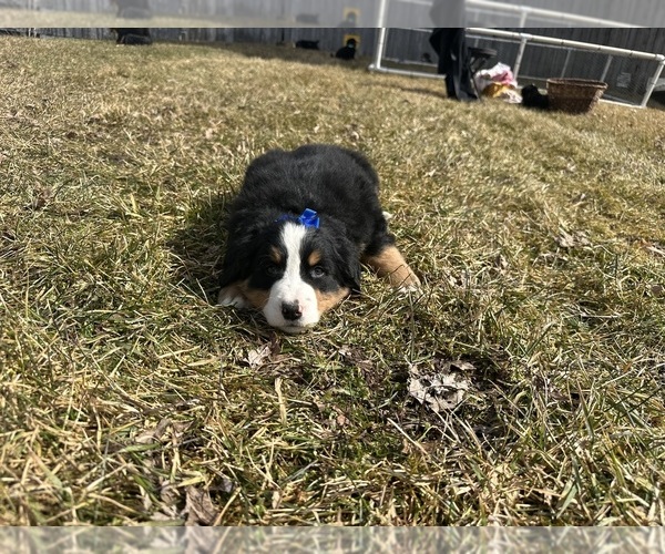 Medium Photo #5 Bernese Mountain Dog Puppy For Sale in ATHENS, WI, USA