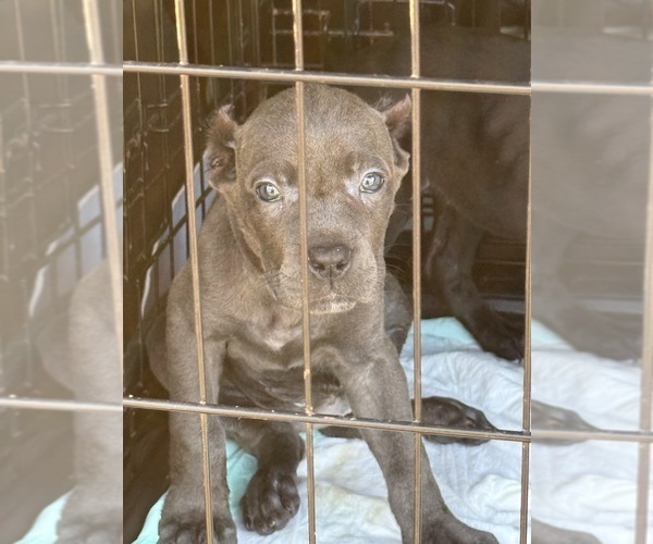 Medium Photo #20 Cane Corso Puppy For Sale in ANDERSON, IN, USA