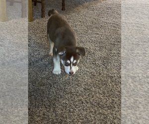Alaskan Husky Puppy for sale in DAYTON, OH, USA