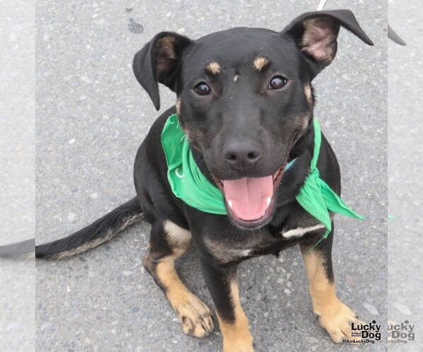 Medium Photo #4 Labrador Retriever-Unknown Mix Puppy For Sale in Washington, DC, USA