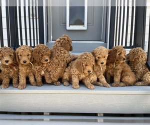 Goldendoodle (Miniature) Puppy for sale in EAGLE MOUNTAIN, UT, USA