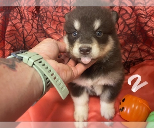 Medium Photo #1 Alaskan Malamute Puppy For Sale in BASSETT, VA, USA