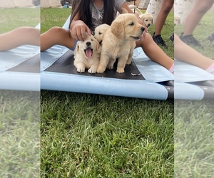 Golden Retriever Puppy for sale in SPG VALLEY LK, CA, USA