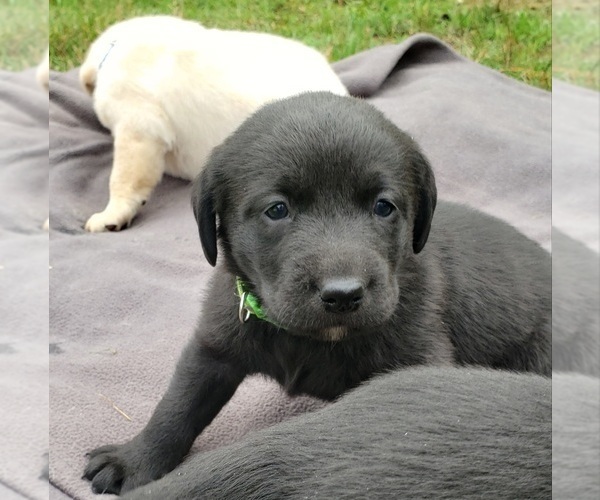Medium Photo #9 Labrador Retriever Puppy For Sale in OLYMPIA, WA, USA