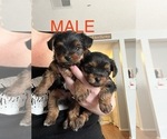 Small Photo #2 Yorkshire Terrier Puppy For Sale in FORT WORTH, TX, USA