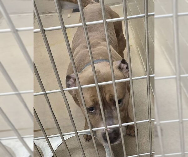 Medium Photo #1 Mutt Puppy For Sale in Decatur, IL, USA