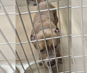 Mutt Dogs for adoption in Decatur, IL, USA