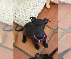 Newt - Female Labrador Retriever-Staffordshire Bull Terrier Mix Dog for Adoption - Photo #5