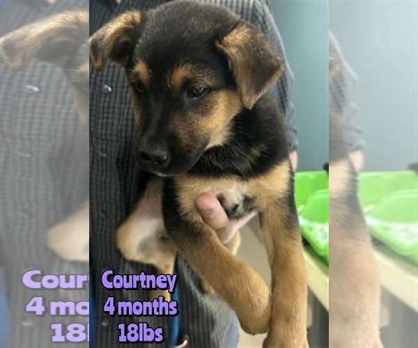 Medium Photo #1 Mutt Puppy For Sale in Woodbury, NY, USA