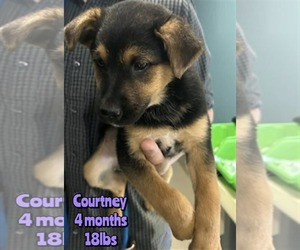 Mutt Dogs for adoption in Woodbury, NY, USA