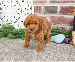 Small #12 Poodle (Miniature)