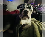 Small #3 American Pit Bull Terrier Mix