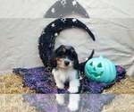 Puppy Puppy Oreo Schweenie