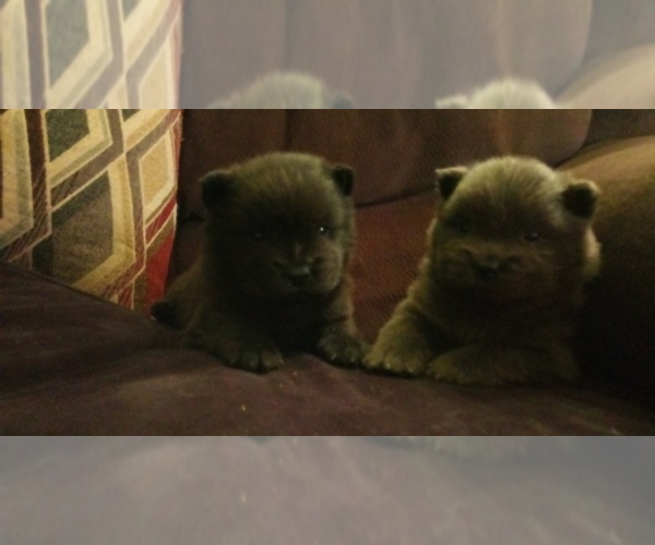Medium Photo #1 Chow Chow Puppy For Sale in MANNINGTON, WV, USA