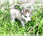 Small Photo #13 Siberian Husky Puppy For Sale in BRKN ARW, OK, USA