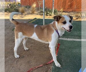 Penny- - Female Mutt Dog for Adoption - Photo #3