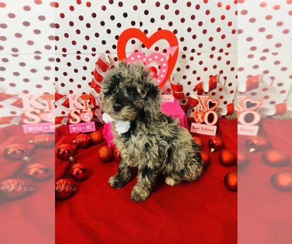 Medium Photo #6 Poodle (Miniature)-Poodle (Toy) Mix Puppy For Sale in INDIANAPOLIS, IN, USA