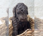 Small Photo #4 Double Doodle Puppy For Sale in PIERSON, FL, USA